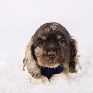 Carter - Available Now