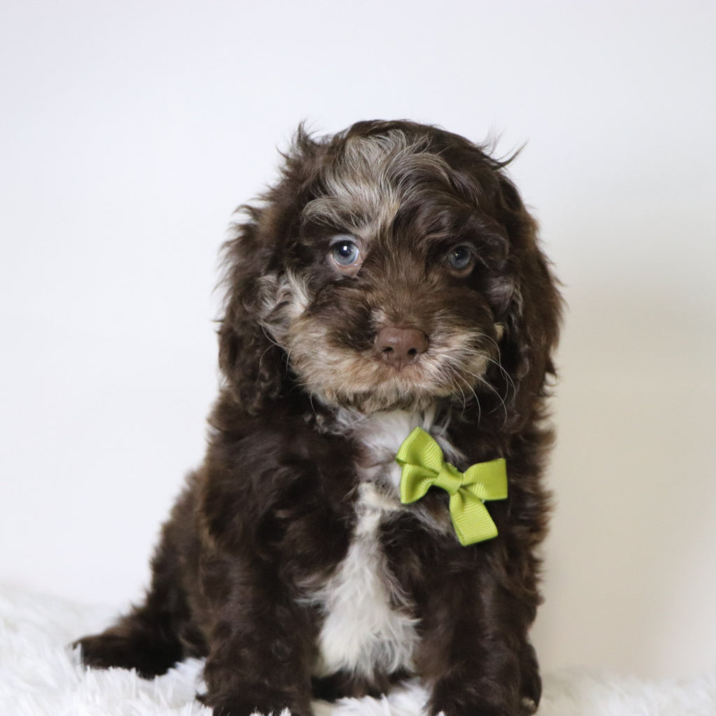 Cary - Available Now