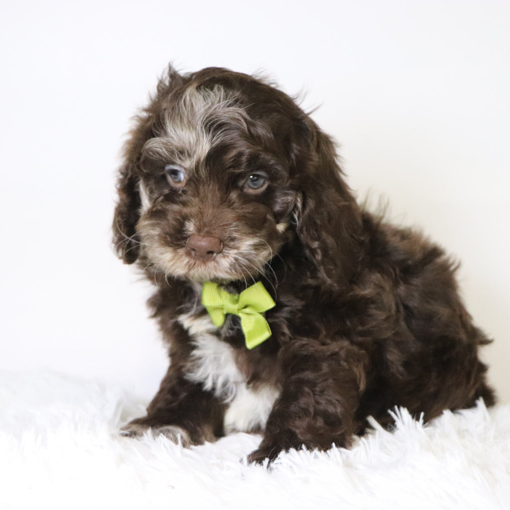 Cary - Available Now