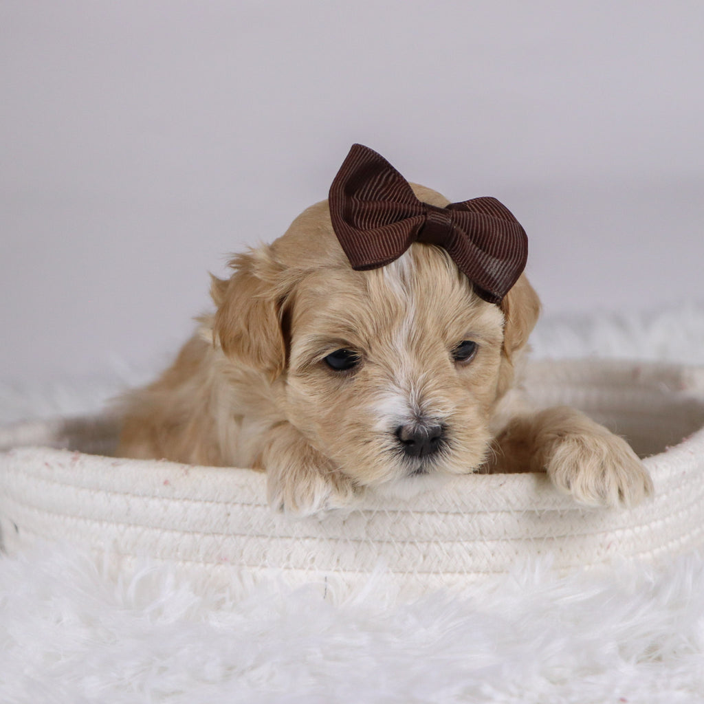 Casey - Available 12/10