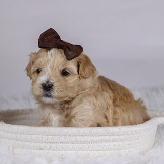 Casey - Available 12/10