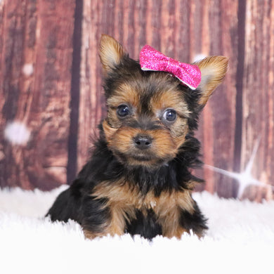 Cassandra - Available 12/10