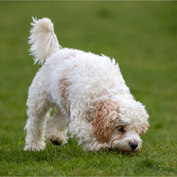 Cavachon