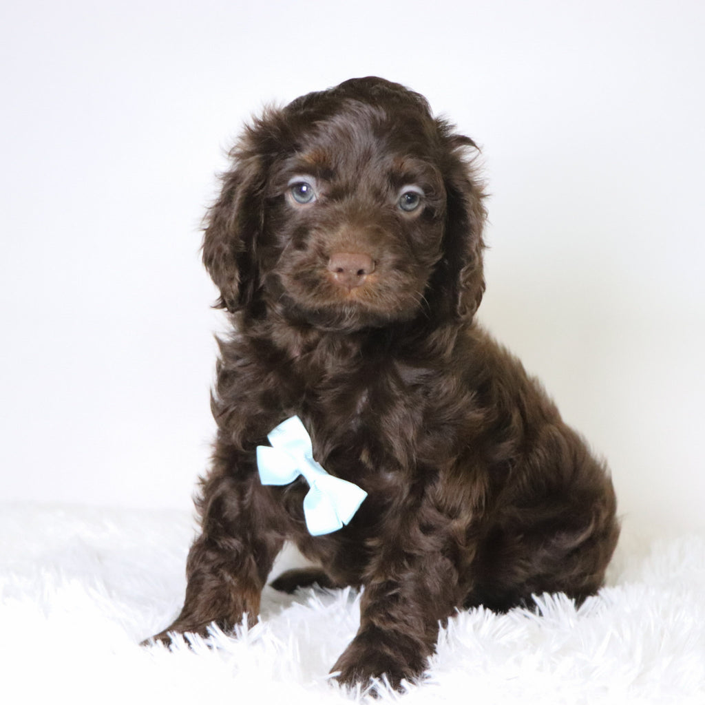 Cedric - Available Now