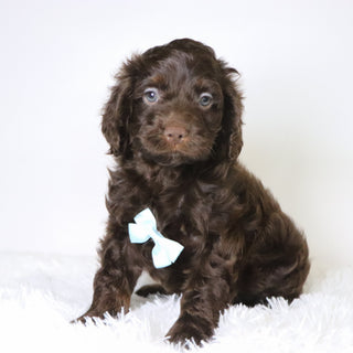 Cedric - Available Now