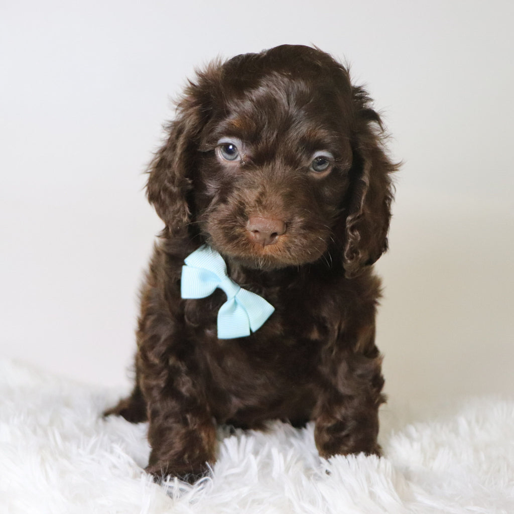 Cedric - Available Now