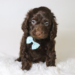 Cedric - Available Now