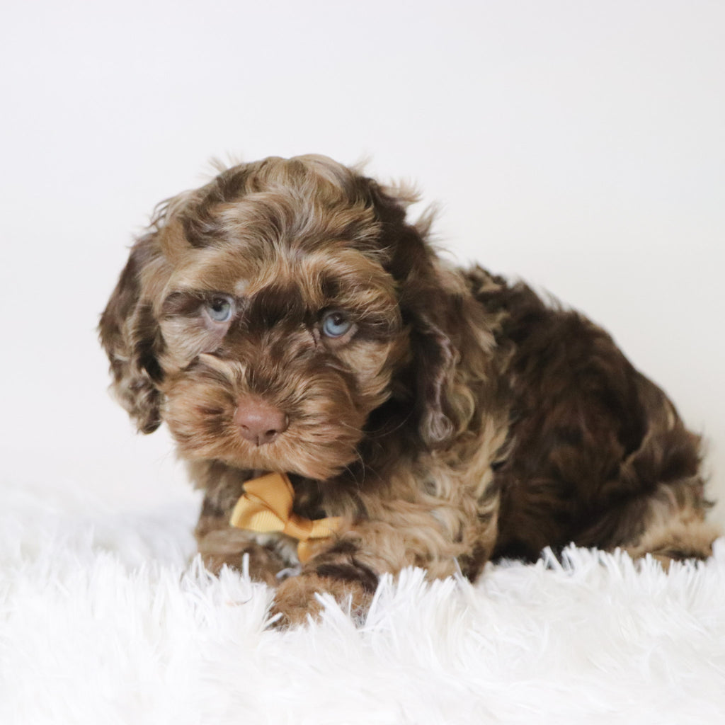 Chad - Available Now