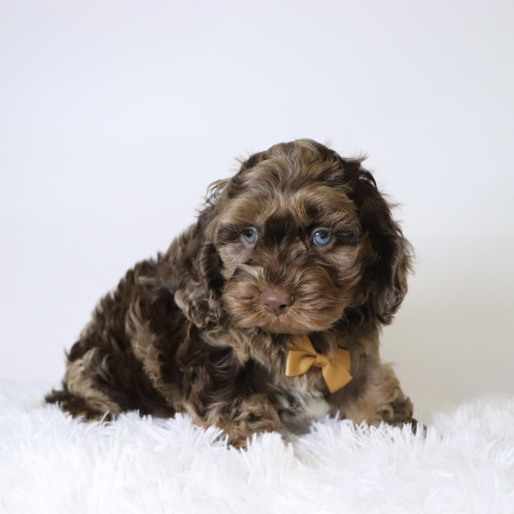 Chad - Available Now