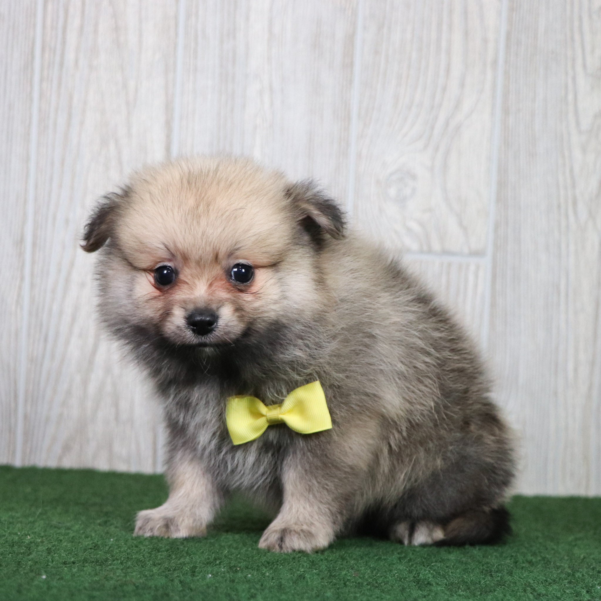 Small Puppies for Sale