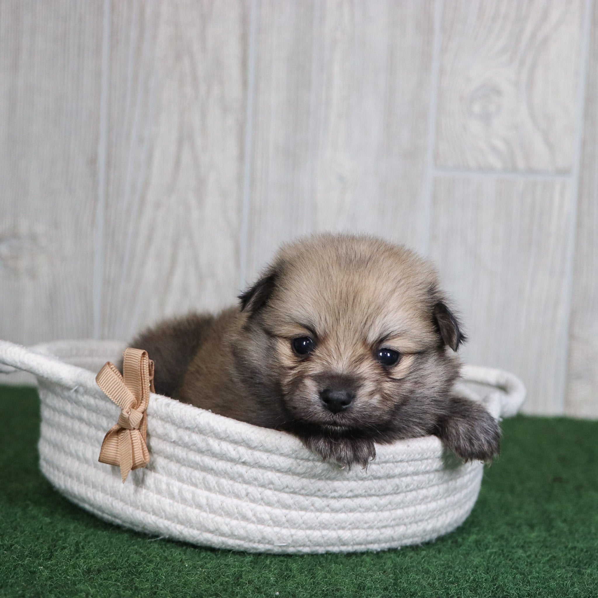 why choose happytail puppies
