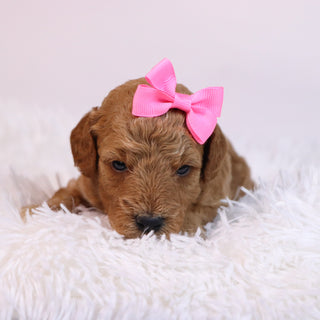 Chandra - Available 12/10