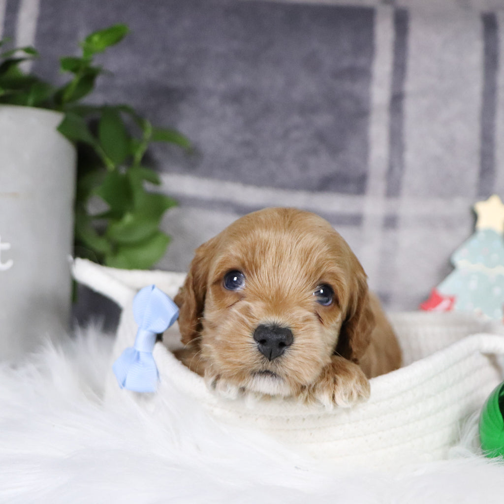 Chandler - Available 1/14