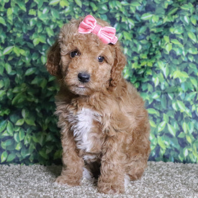 Chandra - Available 12/10