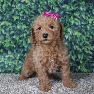 Charla - Available 12/10