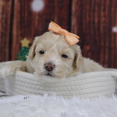 Christina - Available 12/31