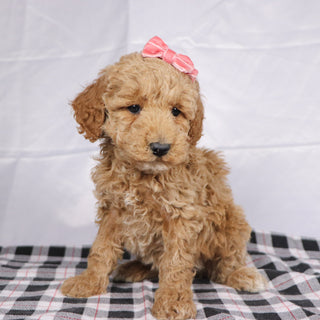 Ciara - Available 12/17