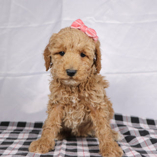 Ciara - Available 12/17