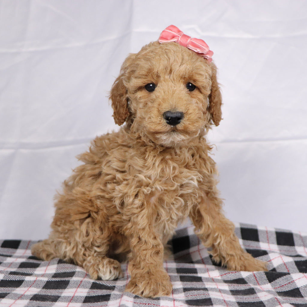 Ciara - Available 12/17