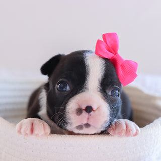 Claire - Available Now