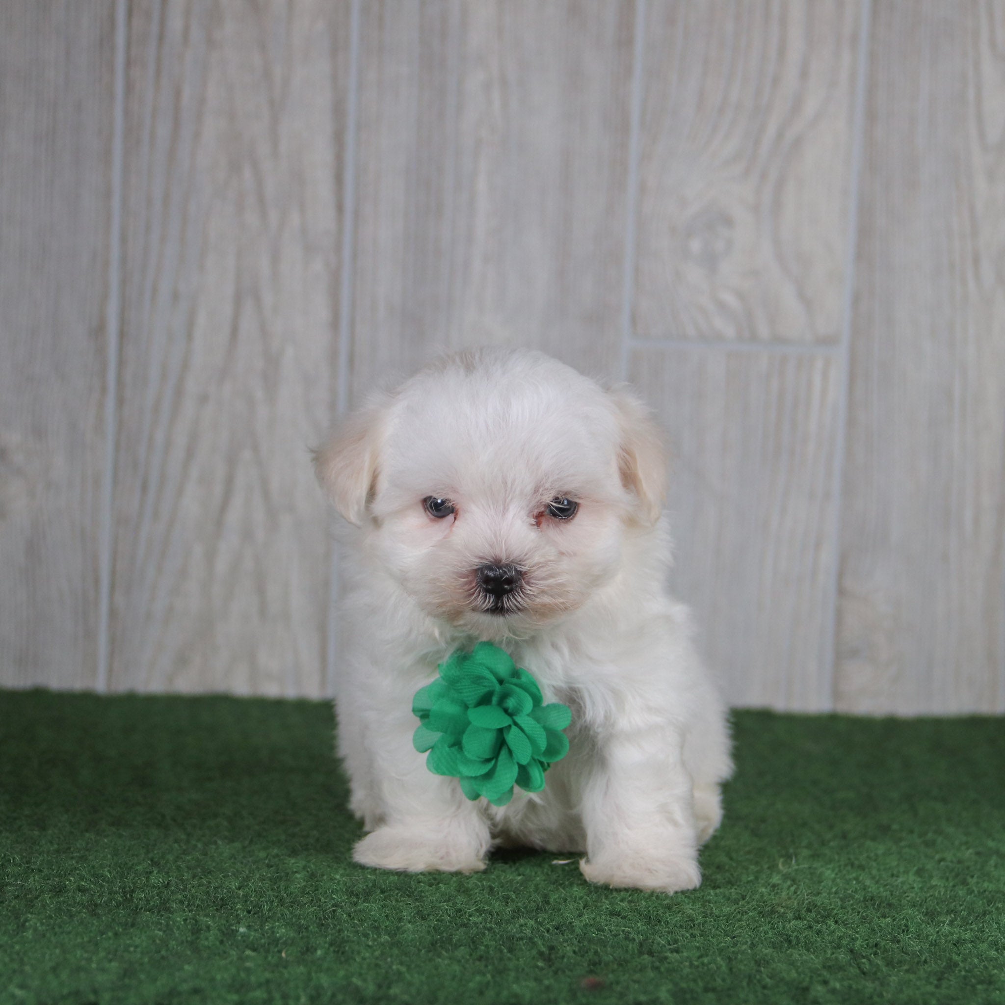 Puppies for sale in Fayetteville