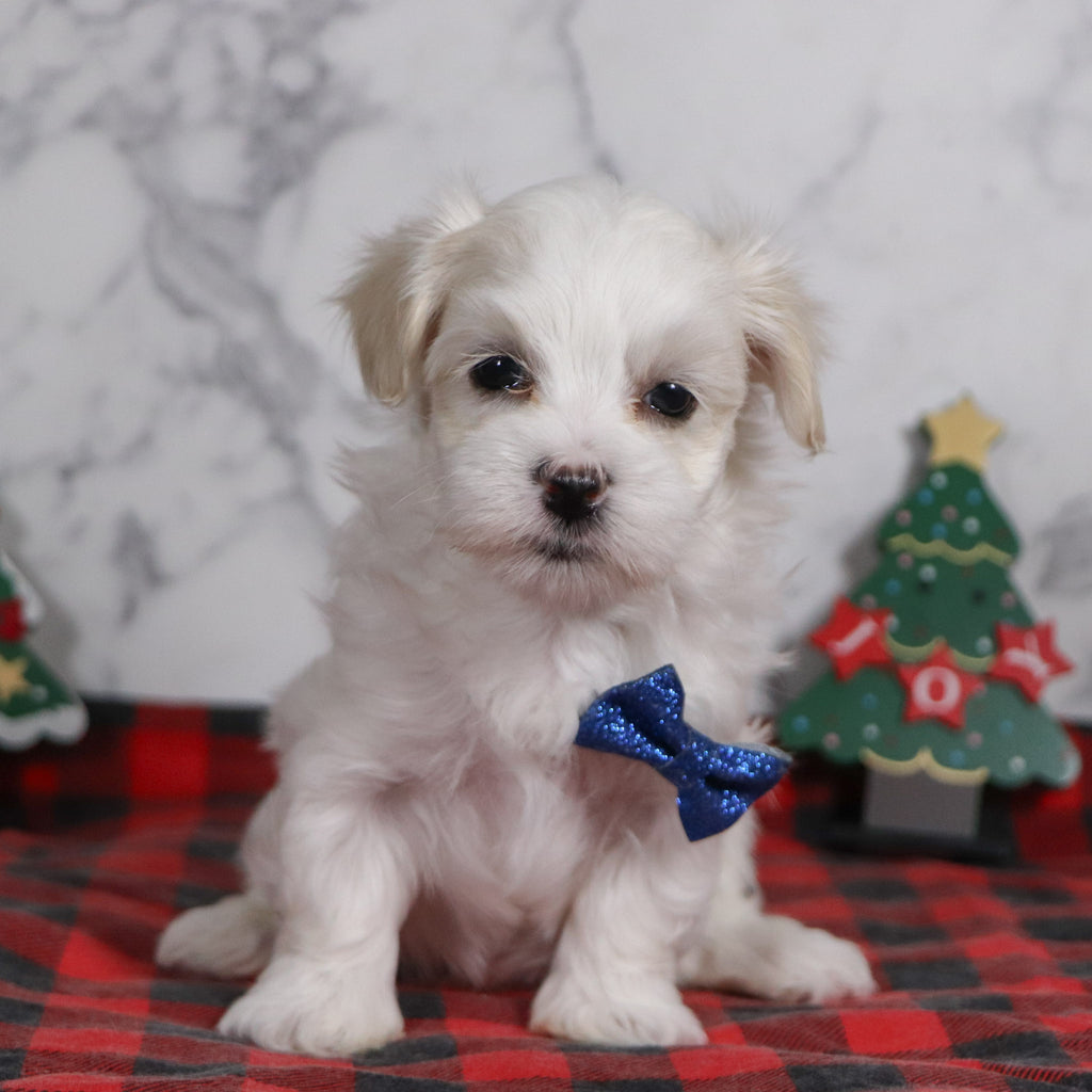 Clark - Available 12/31