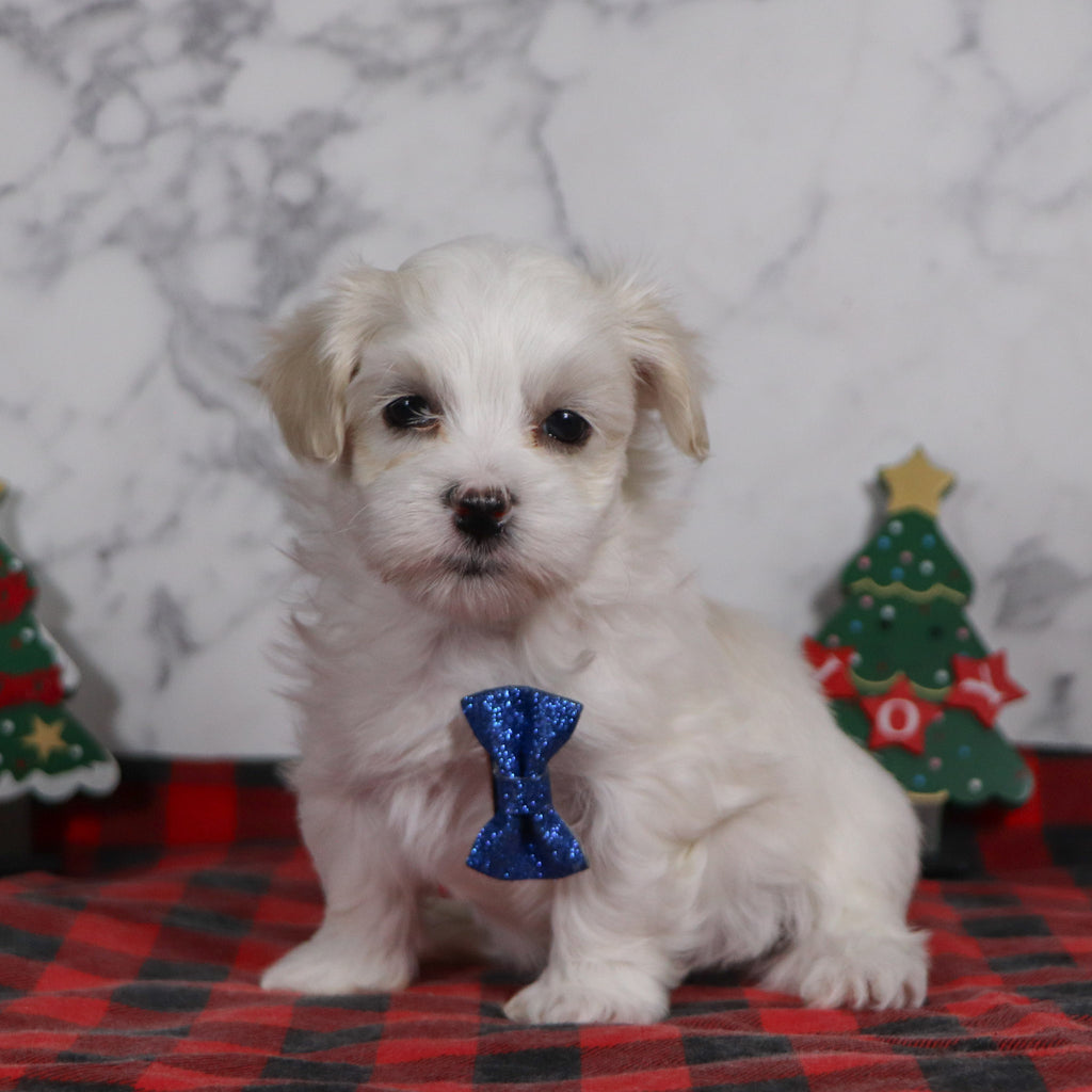 Clark - Available 12/31