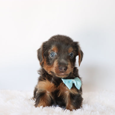 Clayton - Available now