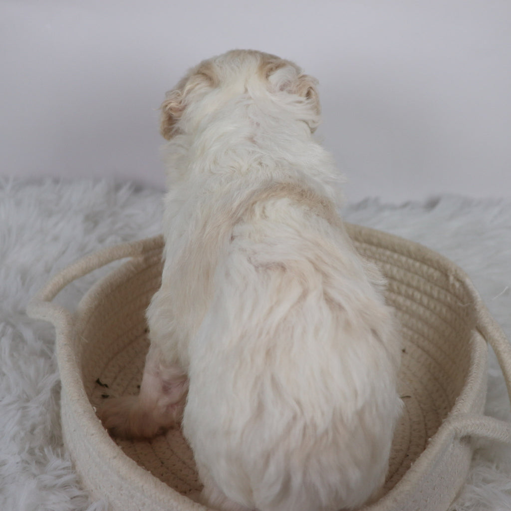 Cleveland - Available Now