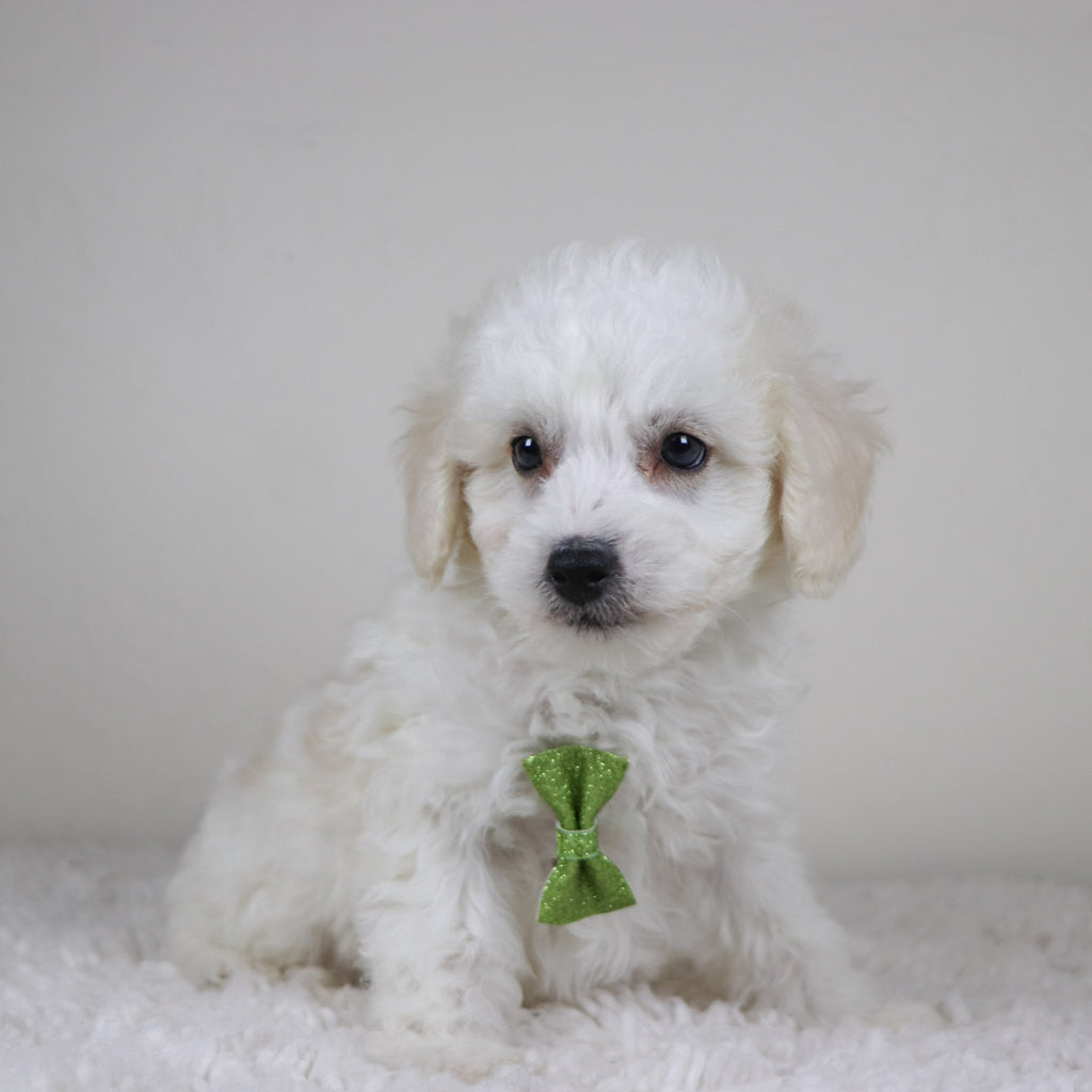 Cleveland - Available Now