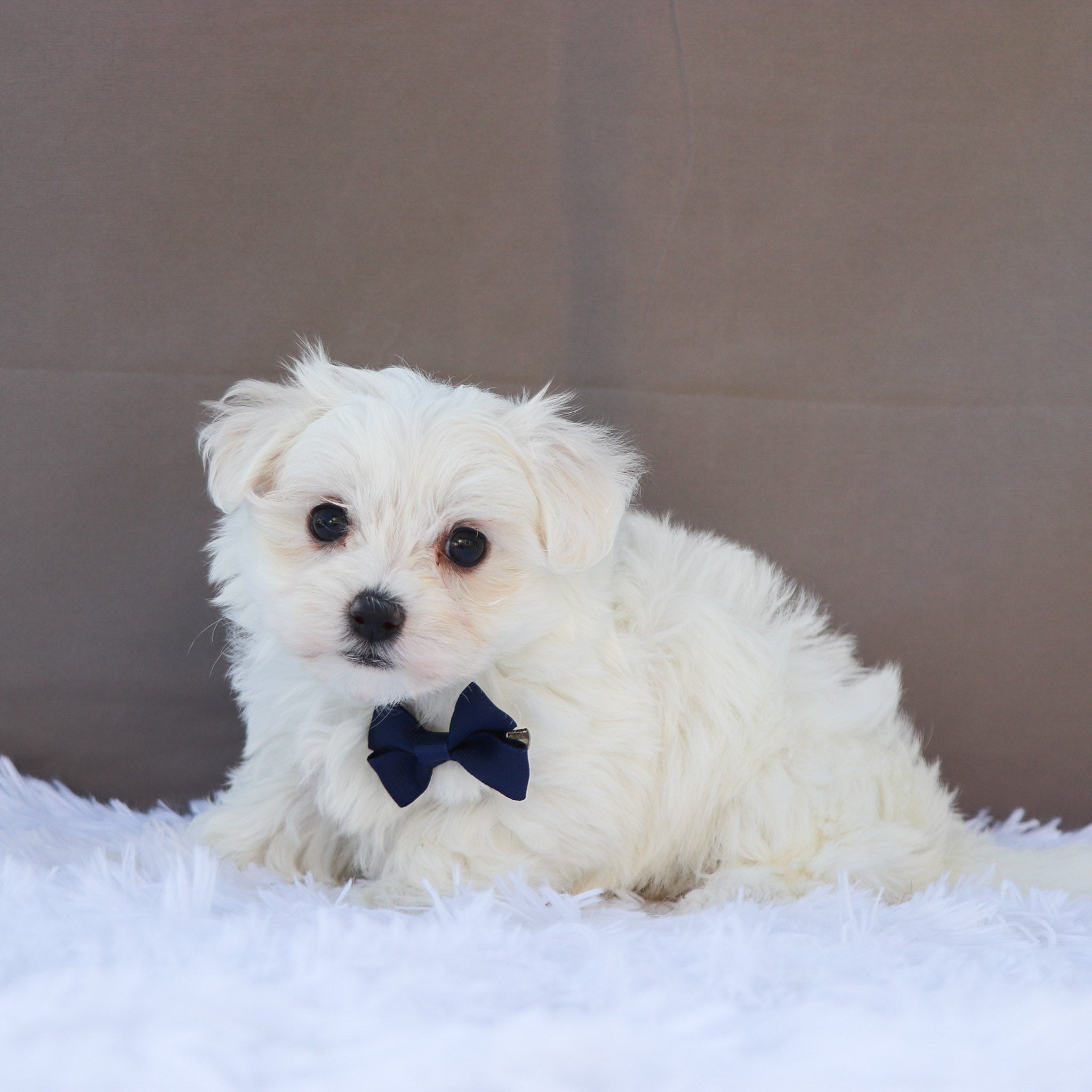 Why choose Happytail Puppies?