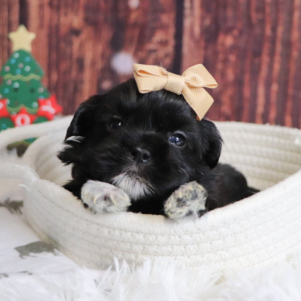 Cocoa - Available 12/31