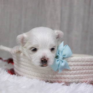 Cody - Available 12/31