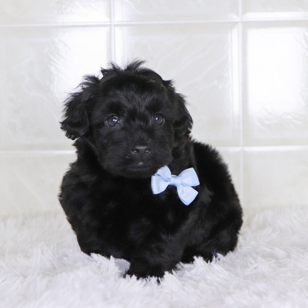 Colby - Available Now