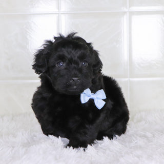 Colby - Available Now