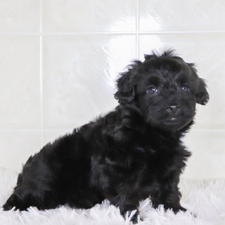 Colby - Available Now