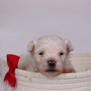 Cole - Available Now