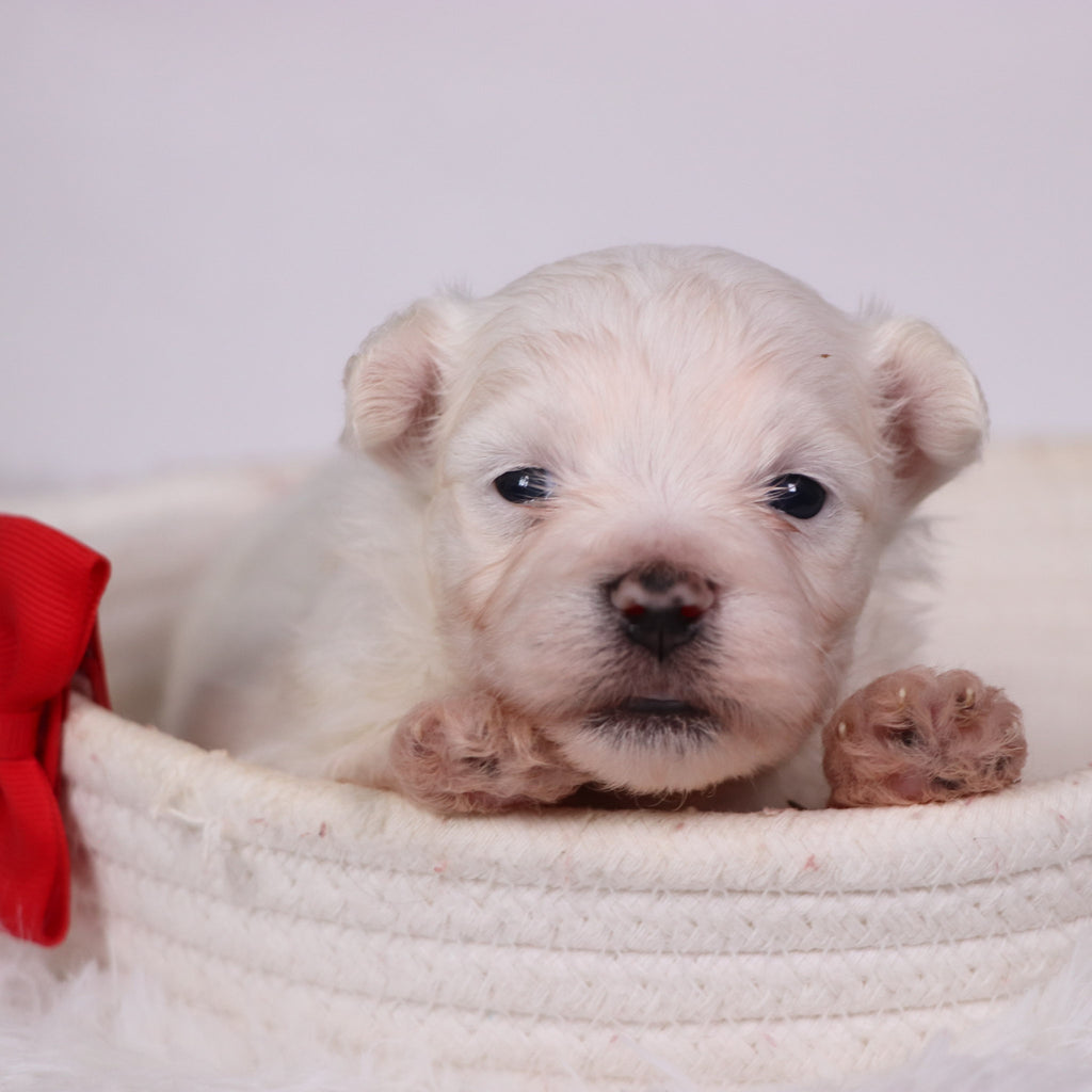 Cole - Available Now