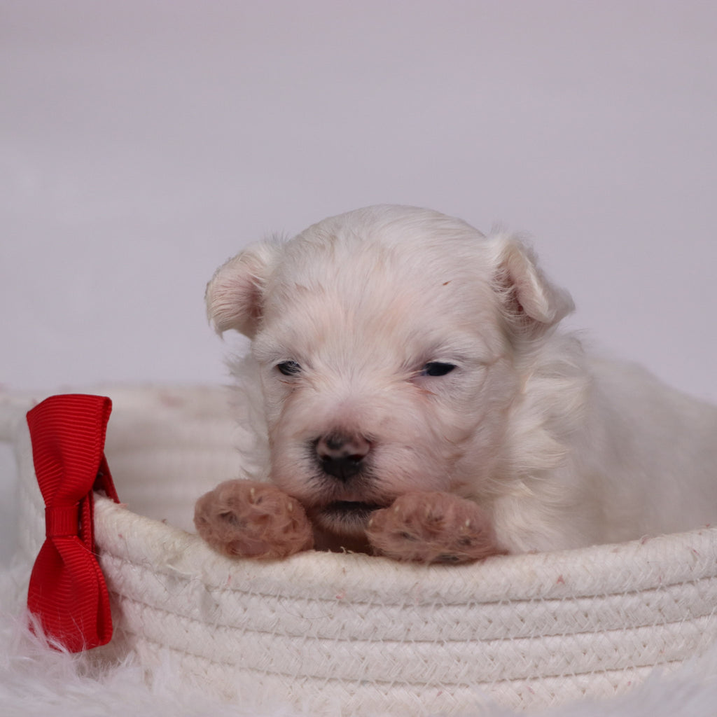 Cole - Available 11/12