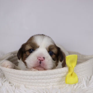 Colin - Available 12/17