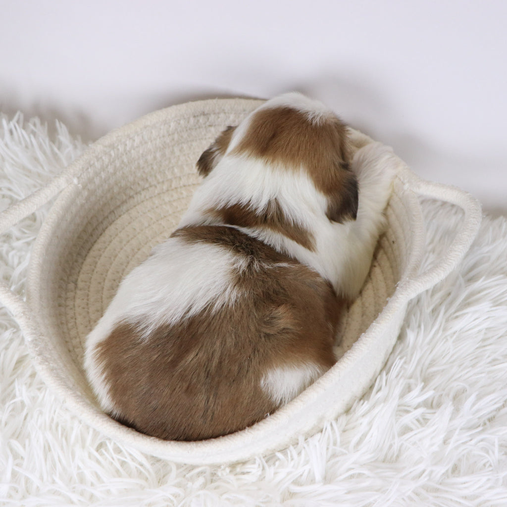 Colin - Available 12/17