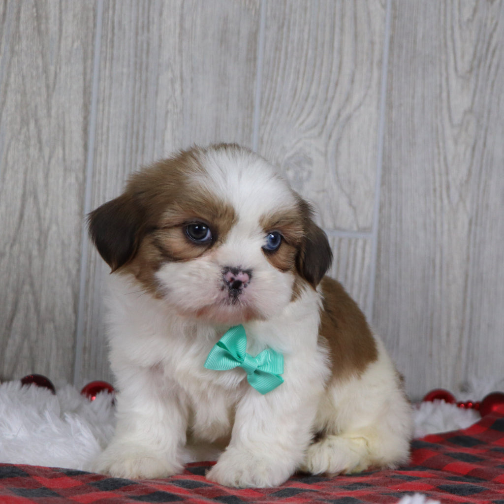 Colin - Available 12/17