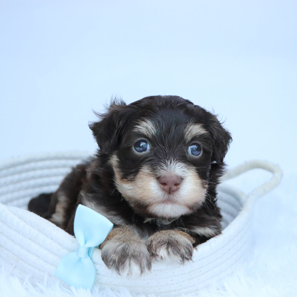 Conner - Available 11/12