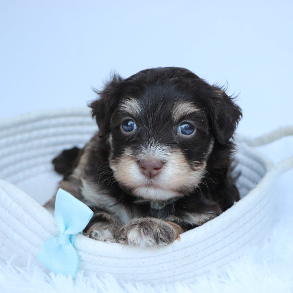 Conner - Available 11/12