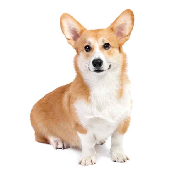 Corgi