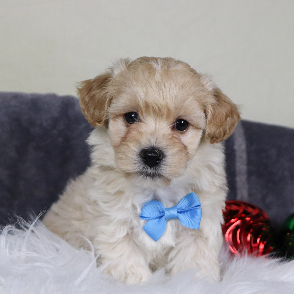 Cuba - Available 12/31