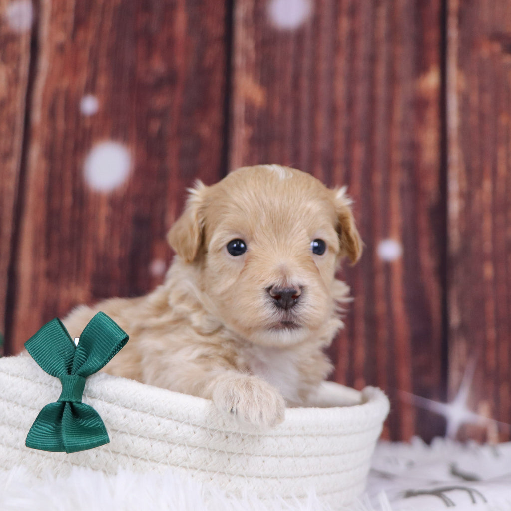 Custer - Available Now