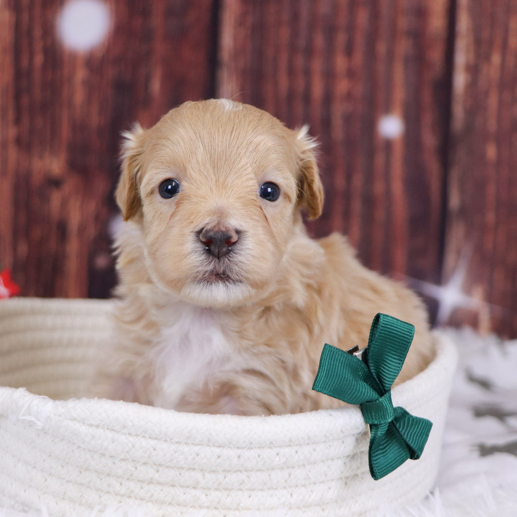 Custer - Available 12/31