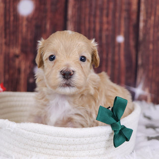 Custer - Available Now