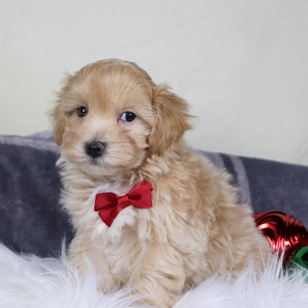 Custer - Available Now